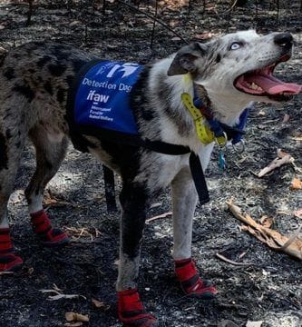 oso, un perro compulsivo