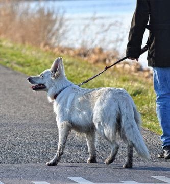 pasear a tu perro