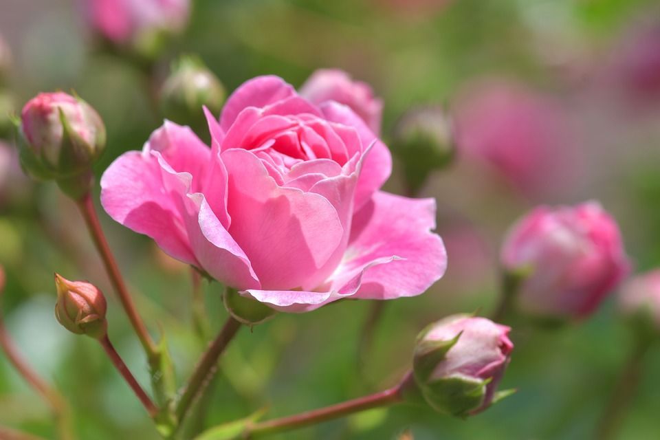 Cómo se cuidan los rosales para tener un jardín perfecto