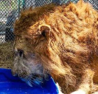 júpiter el león de los abrazos