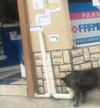 dispensadores de comida para perros