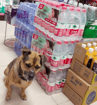 perro de wuhan