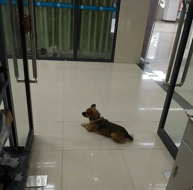 Perro de Wuhan protagoniza historia de lealtad en tiempo de coronavirus