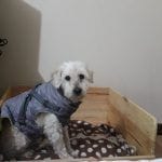 chester mi perro anciano