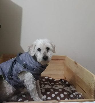 chester mi perro anciano