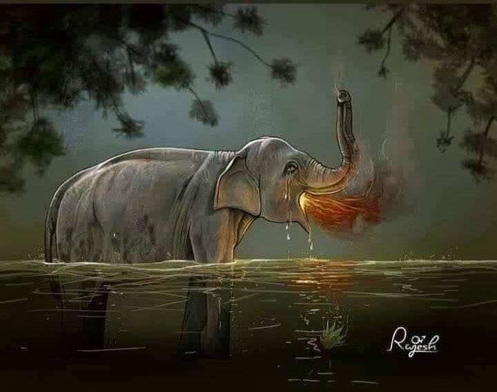 elefanta preñada en india