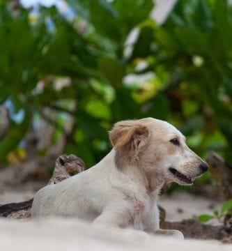 perros envenenados en ambato