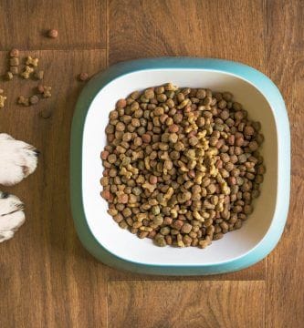 plato para tu mascota