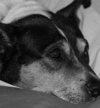 acción animal