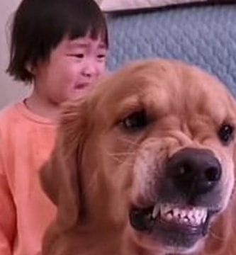 perro defiende a niña