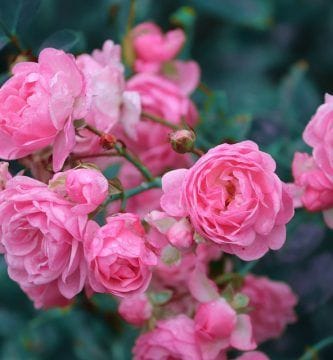 te gustan las rosas