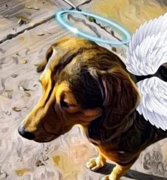 justicia para rodolfo