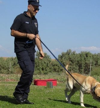 perros que detectan el covid-19