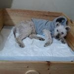 diario de un perro anciano