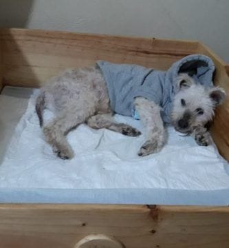 diario de un perro anciano