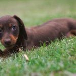 compresión medular en perros