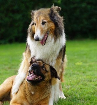 cáncer en perros