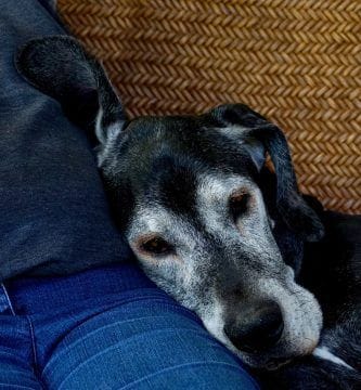 perro está enfermo