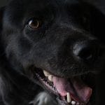 perros y gatos negros