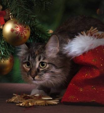 mascotas en navidad