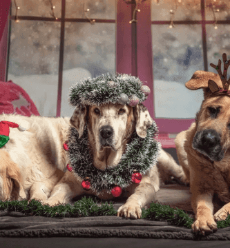 navidad con tus mascotas