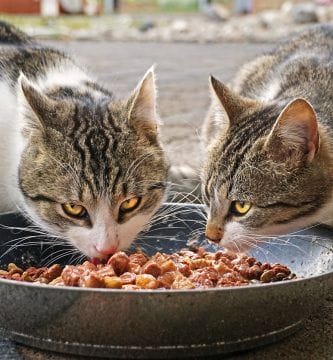 Comida de perro y gato