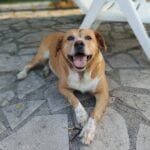 día del perro sin raza