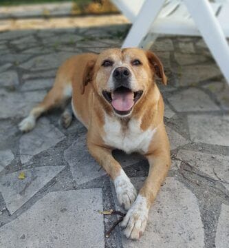 día del perro sin raza