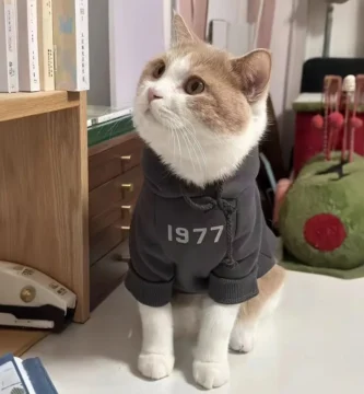 gatos a la moda