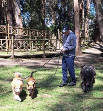 paseo con tu perro