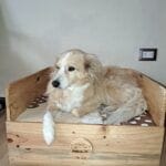 guardián de cuatro patas