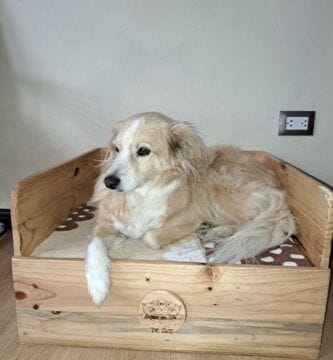 guardián de cuatro patas