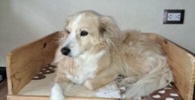 guardián de cuatro patas