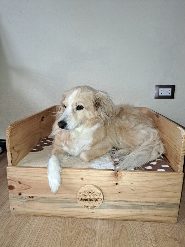 guardián de cuatro patas