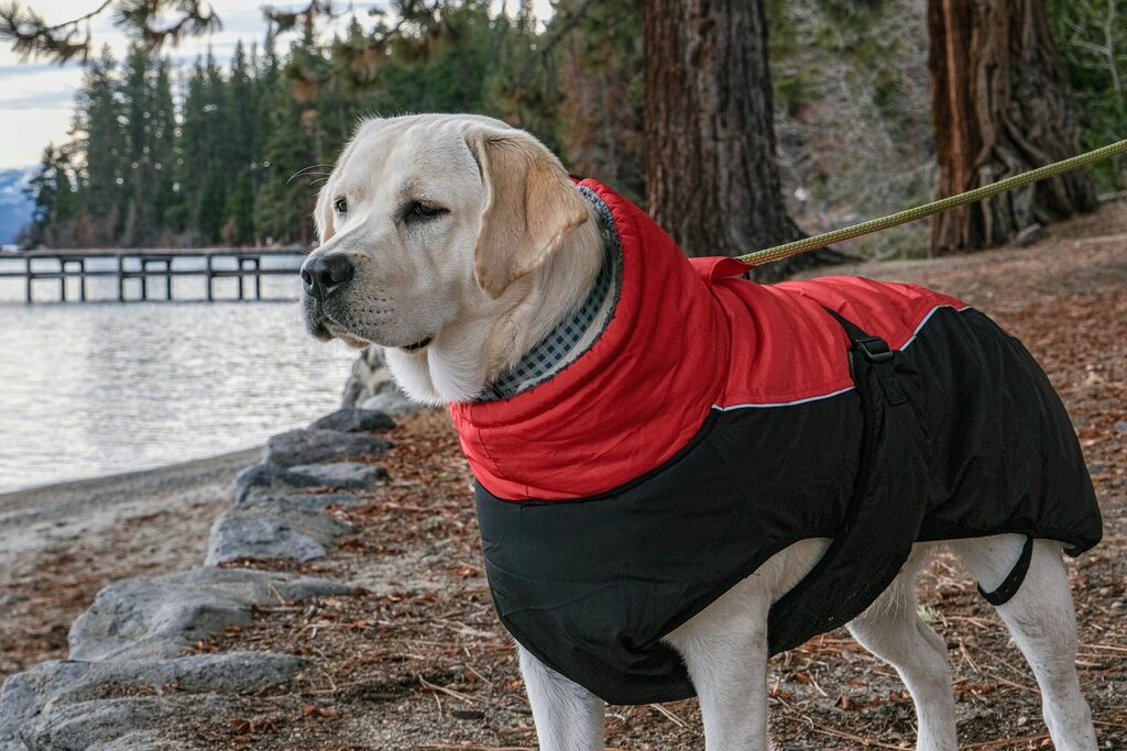 moda canina