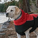 moda canina
