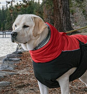 moda canina