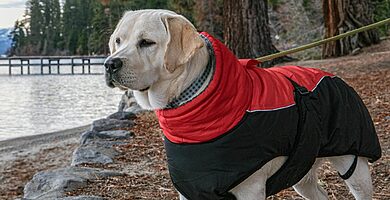 moda canina