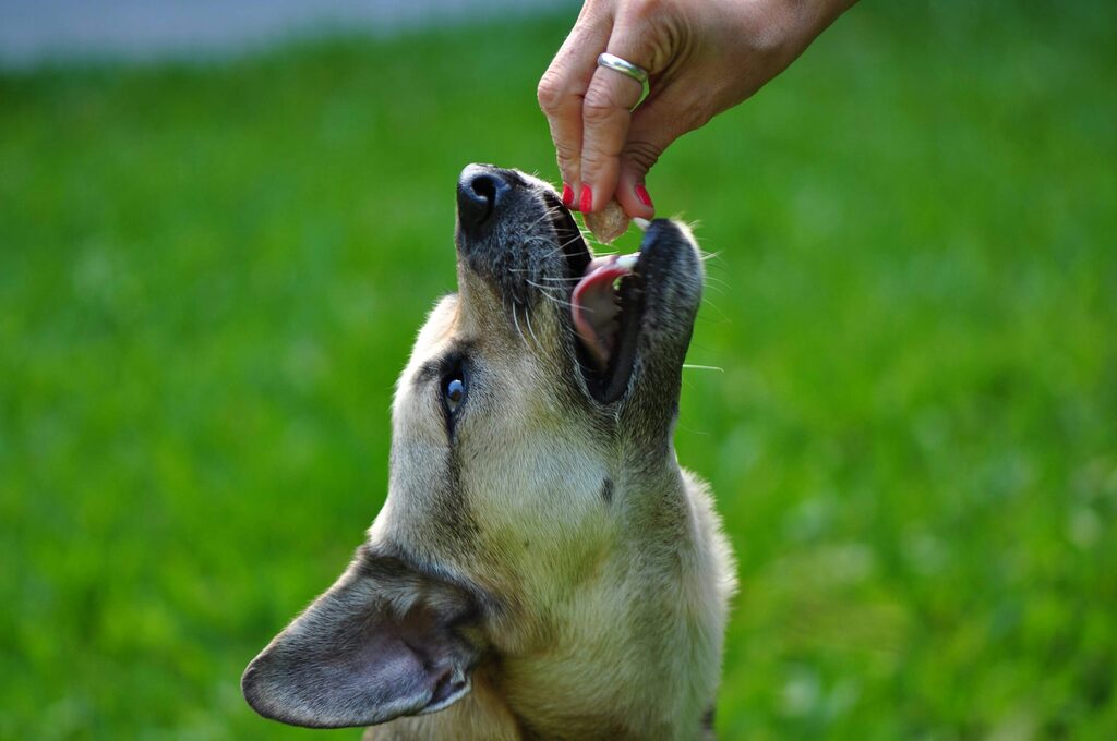 vitaminas recomendadas para mascotas