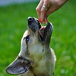 vitaminas recomendadas para mascotas