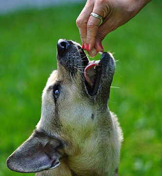 vitaminas recomendadas para mascotas