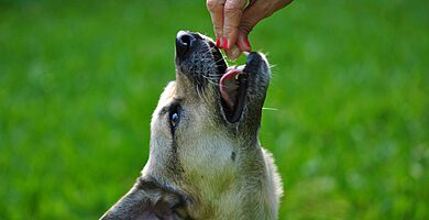 vitaminas recomendadas para mascotas