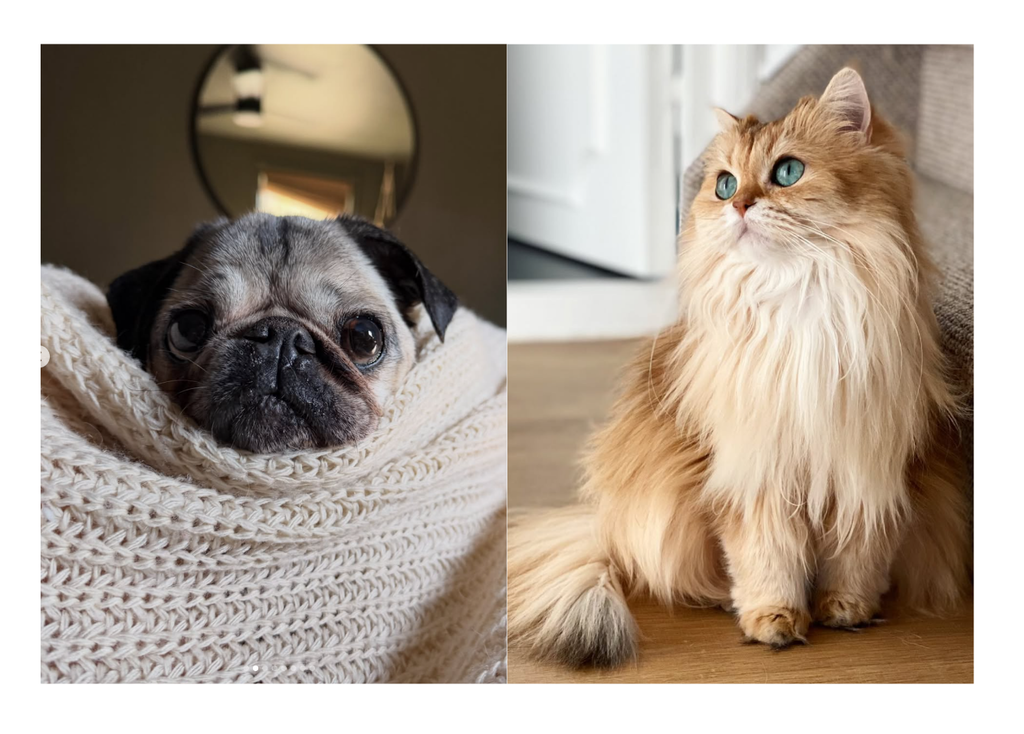 mascotas influencers