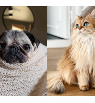 mascotas influencers