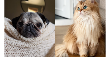 mascotas influencers