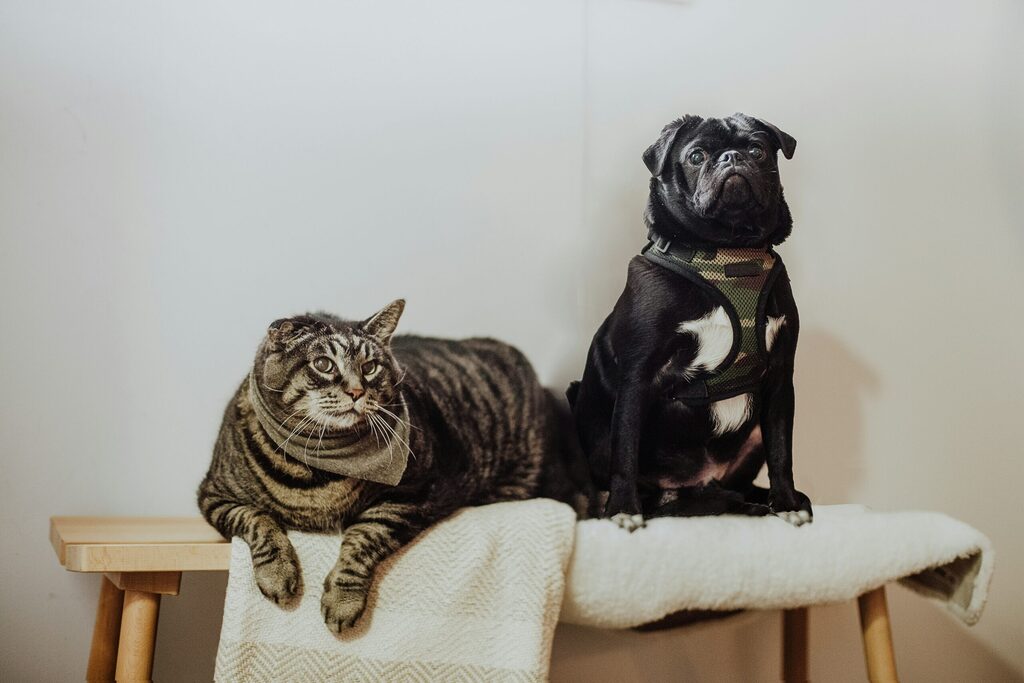 mascotas con sobrepeso