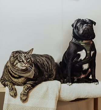 mascotas con sobrepeso
