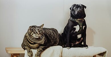 mascotas con sobrepeso