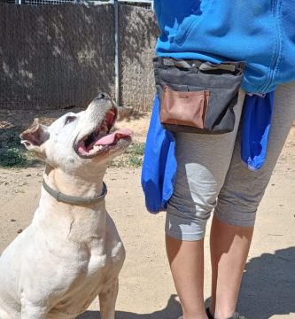 mejor residencia canina