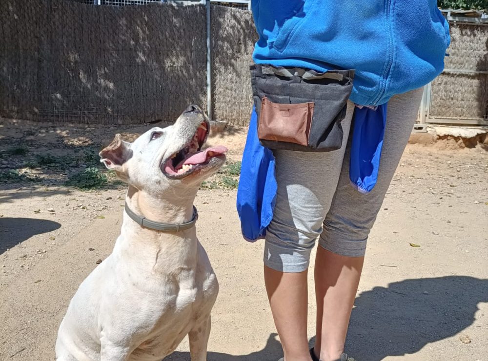 mejor residencia canina